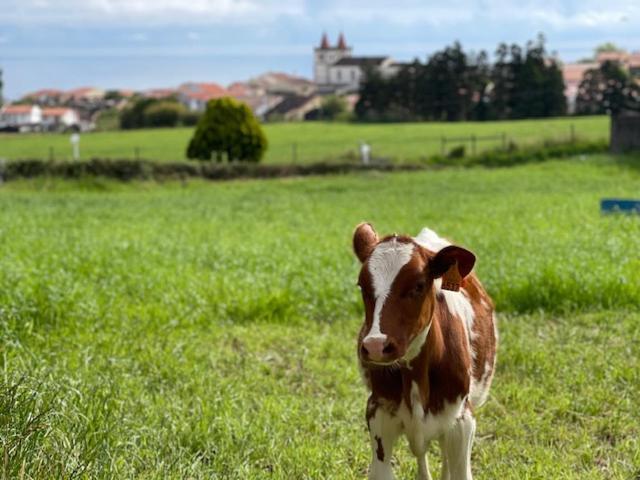 Quinta do Avô Dimas - Rural Home - São Brás Porto Formoso Extérieur photo